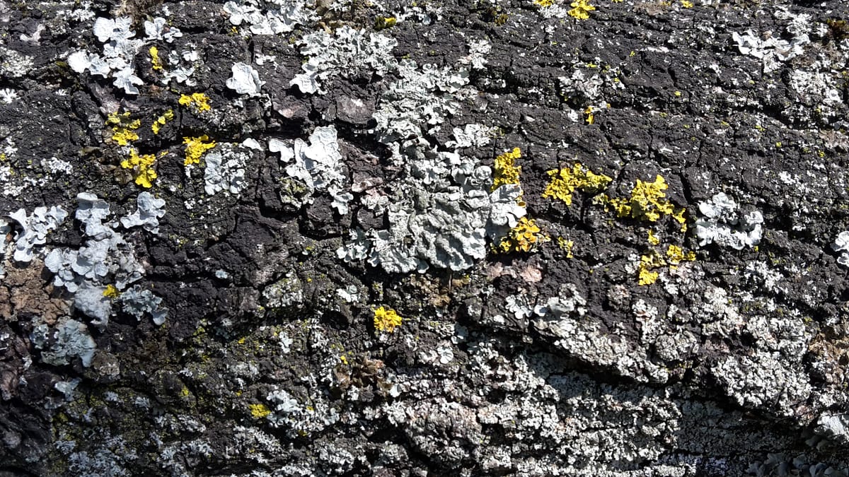 Les dons du temps qui passe