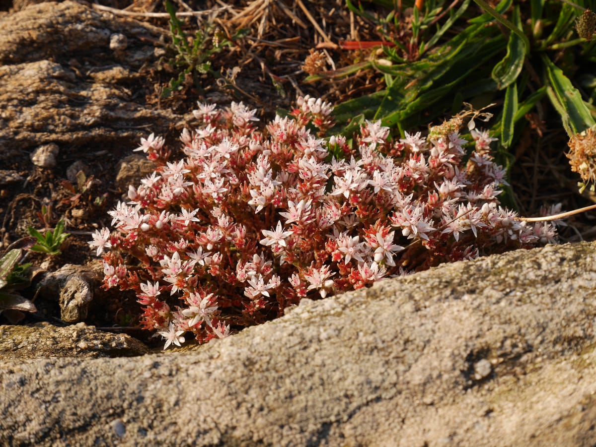 Subjectivité et empathie