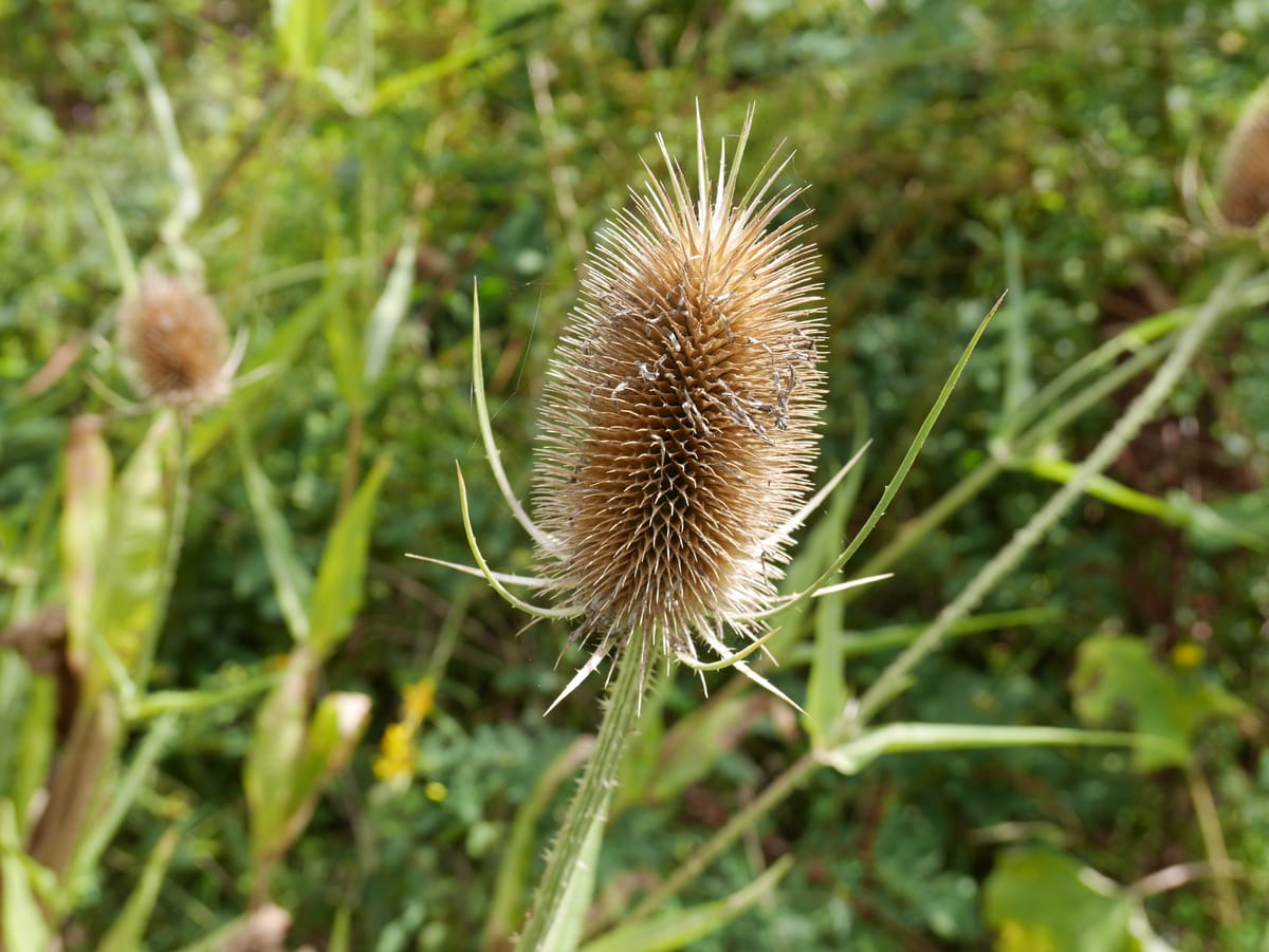 La vie sans enfant non choisie, côté face