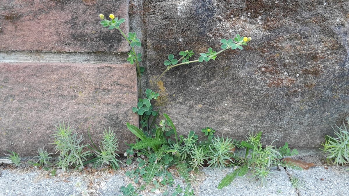 La nature devant notre porte