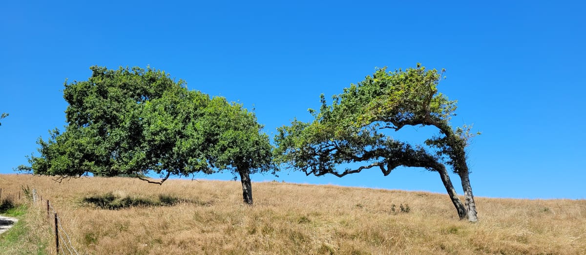 Entre naïveté, nostalgie et force