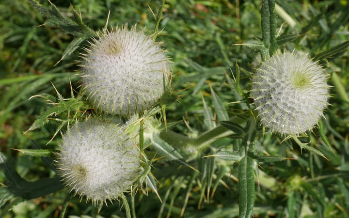 Le corps et l'infertilité