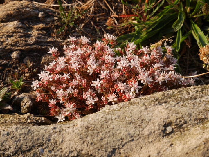 Subjectivité et empathie