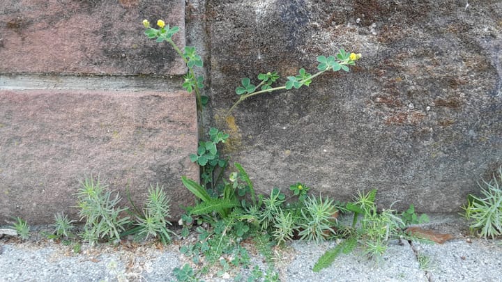 La nature devant notre porte